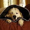 Dog Wearing Comfy Cone